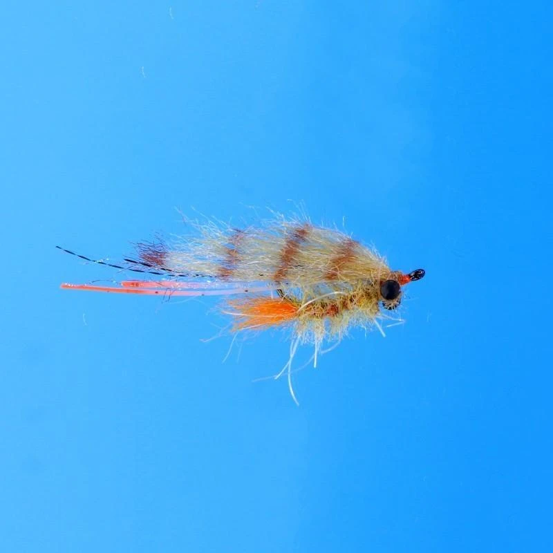 EP Bahamas Shrimp 5 EP Bahamas Shrimp - Image 3
