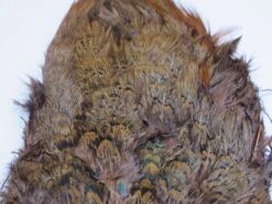 Fish Hunter Ringneck Pheasant Rump Patch 21 Fish Hunter Ringneck Pheasant Rump Patch -Fishing Sales Shop fish hunter ringneck pheasant rump patch brown 16954398608 5000x