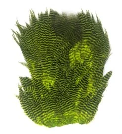 Hareline Grizzly Soft Hackle Marabou Patch 16 Hareline Grizzly Soft Hackle Marabou Patch -Fishing Sales Shop hareline grizzly soft hackle marabou patch chartreuse 15921502191679 5000x