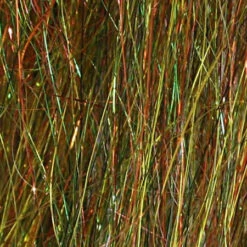 Larva Lace Angel Hair -Fishing Sales Shop larva lace angel hair rusty olive 6466839109 5000x