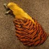 Nature's Spirit Golden Pheasant Complete Head -Fishing Sales Shop nature s spirit golden pheasant complete head default 6472671493 5000x