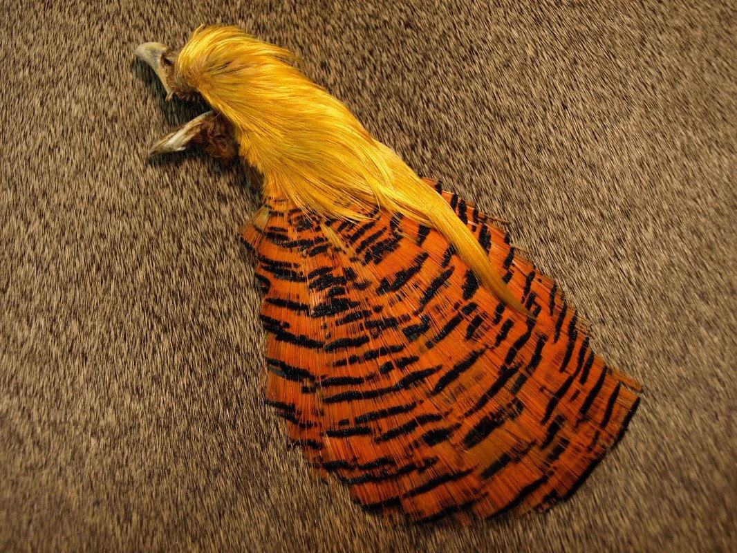 Nature's Spirit Golden Pheasant Complete Head 3 Nature's Spirit Golden Pheasant Complete Head