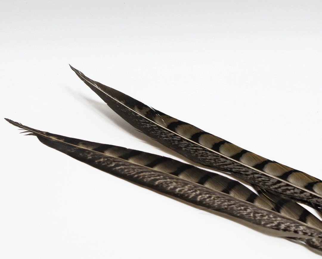 Nature's Spirit Lady Amherst Pheasant Side Tails - 12" To 16" Pair Natural 3 Nature's Spirit Lady Amherst Pheasant Side Tails - 12" To 16" Pair Natural