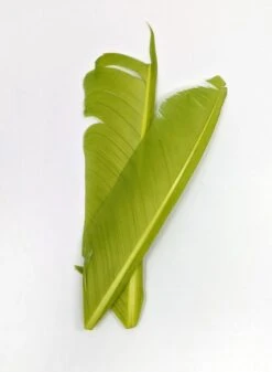 Nature's Spirit Turkey Biot Quill Pieces -Fishing Sales Shop nature s spirit turkey biot quill pieces light olive 28959973146687 5000x