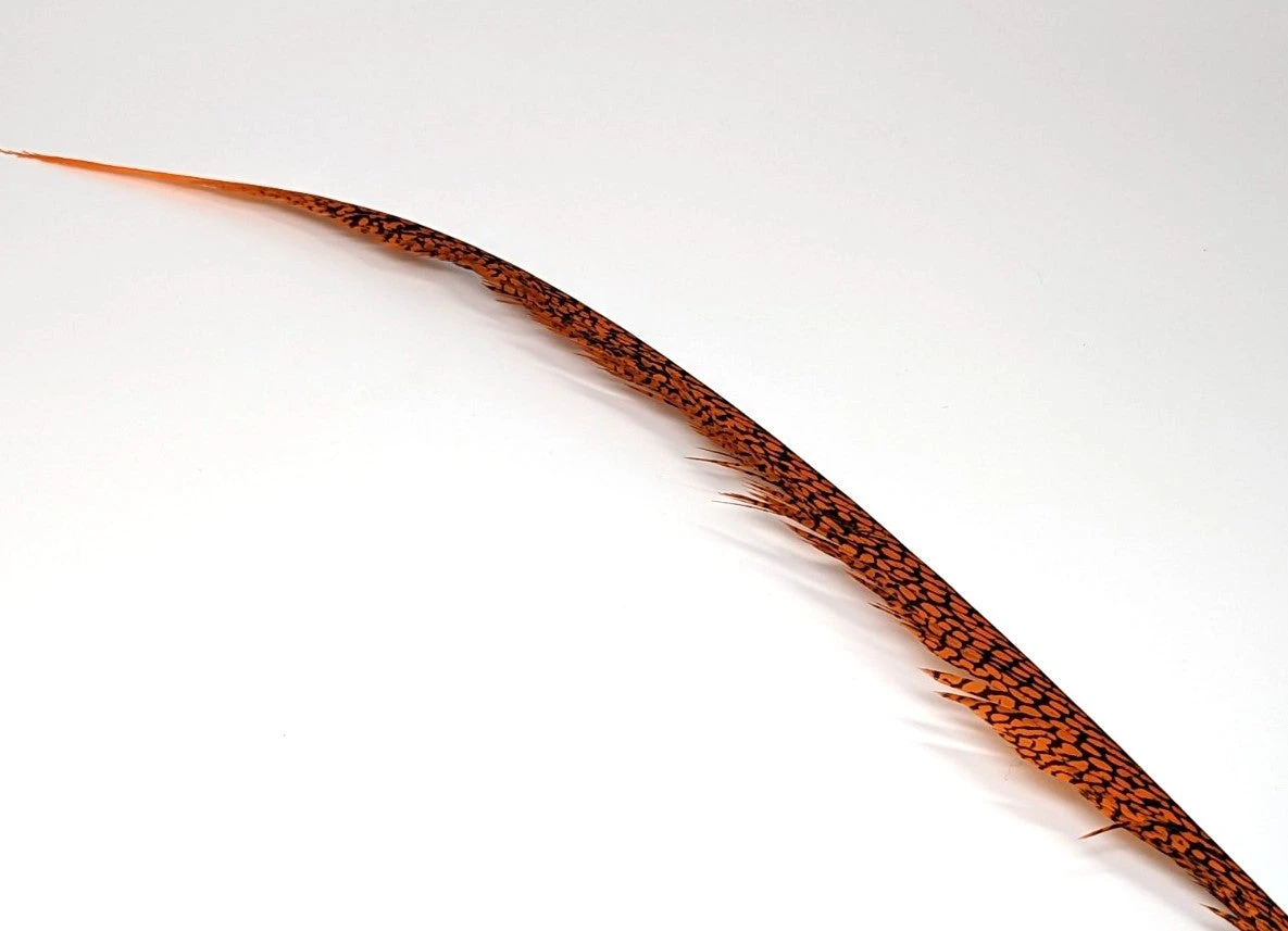 Nature's Sprit Golden Pheasant Center Tail Feather 4 Nature's Sprit Golden Pheasant Center Tail Feather - Image 2