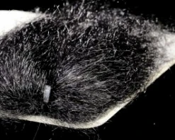 Sybai Ghost Hair 41 Sybai Ghost Hair -Fishing Sales Shop sybai ghost hair black 5384633614399 5000x