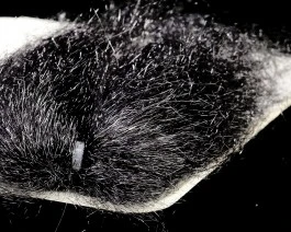 Sybai Ghost Hair 22 Sybai Ghost Hair - Image 20